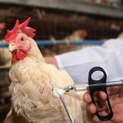 В Челнах изъято 7 тысяч яиц, которые могут быть заражены птичьим гриппом