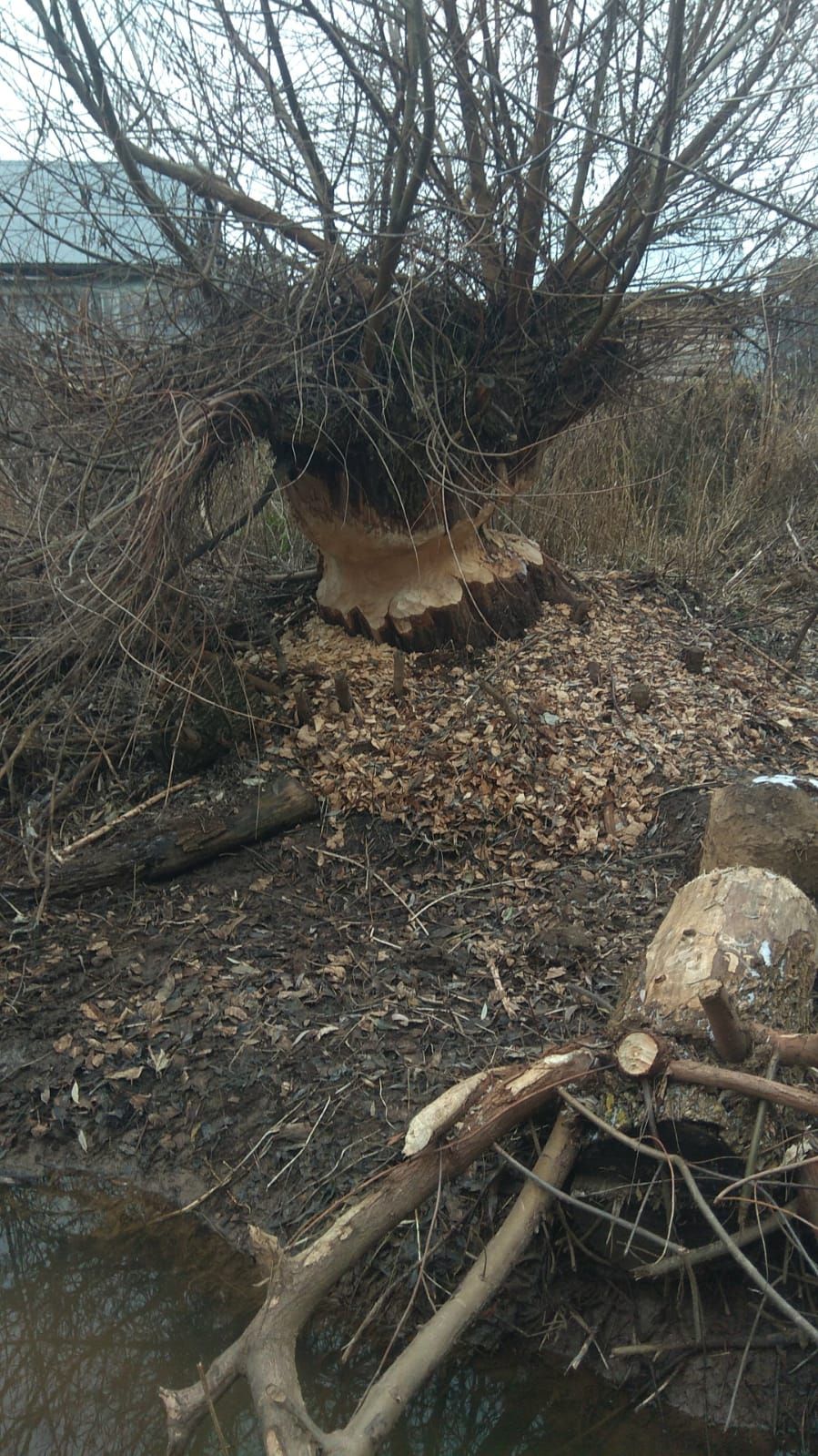 Су кондызлары Чалманарат авыл җирлегендә «патшалык»ларын булдырган (фото һәм видео)