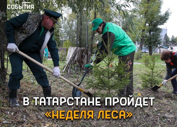 1,5 млн деревьев посадят в Татарстане в рамках «Недели леса-2019»