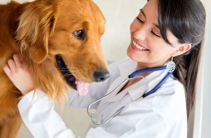 Ветеринария клиникалары: без алар турында барысын да беләбезме?