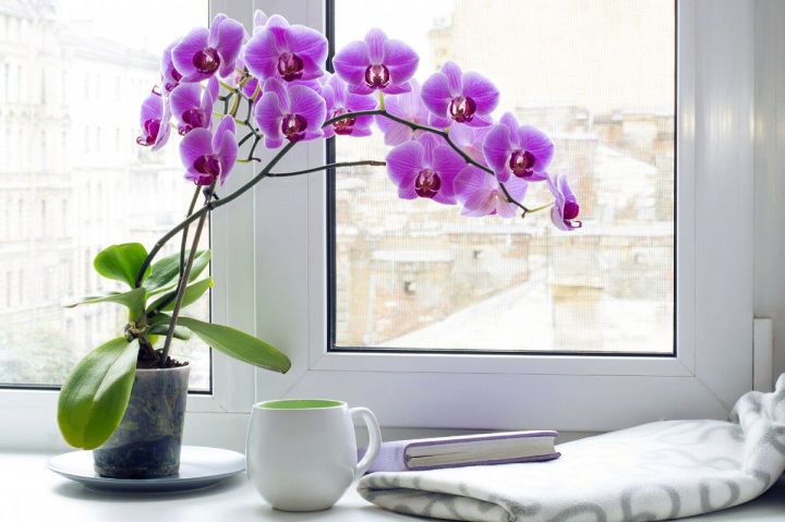 Орхидея–гүзәллек символы