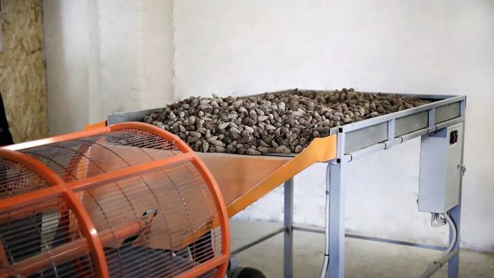 "Экология" милли проекты кысаларында Татарстанда 448,7 кг ылыслы агач орлыгы әзерләнгән