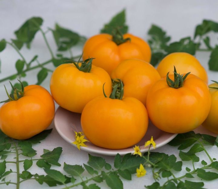 БАКЧАЧЫ БЛОКНОТЫ:Сары помидорны утыртабызмы?