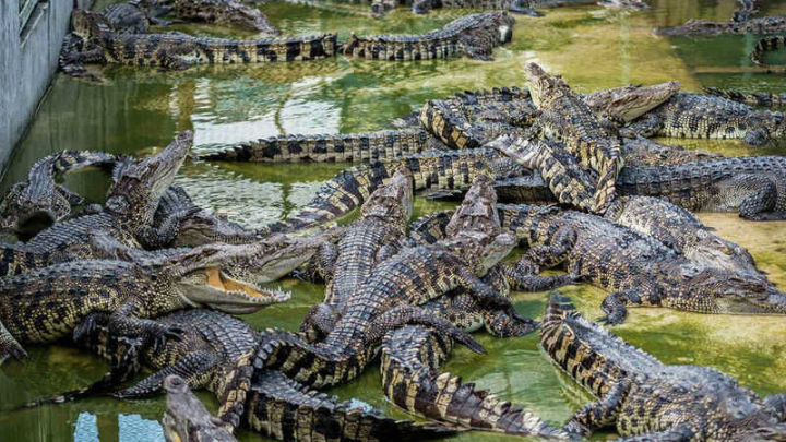 ТӘҮБӘ:Йомыш йомышлаганда крокодиллар ташланган