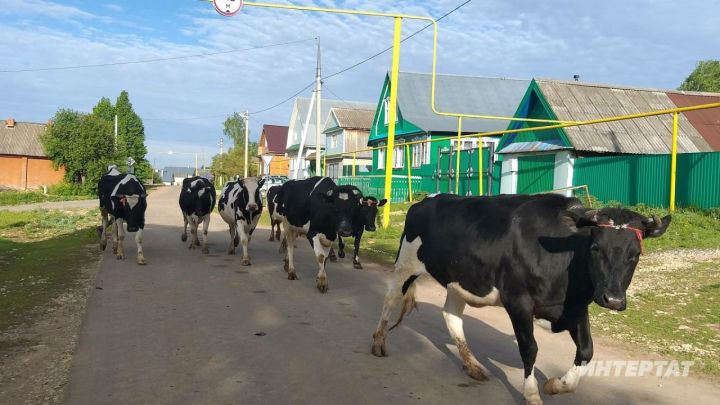 Татарстан Республикасында шәхси ярдәмче хуҗалыкларга ярдәмне арттыралар