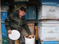 Бер умартадан 80 кг бал алган Фәрит Закирҗанов: Мин умартасыз тормышны хәтерләмим