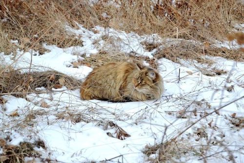 Кар яву һәм -6 градус суык: 29 октябрьгә һава торышы билгеле