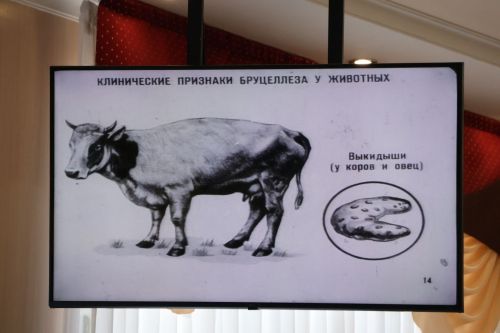 Мал сәламәтлеге — кеше иминлеге ул!