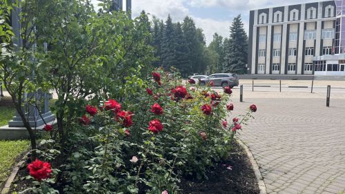Ленин проспектындагы розалар: Актанышны кемнәр матурлый?