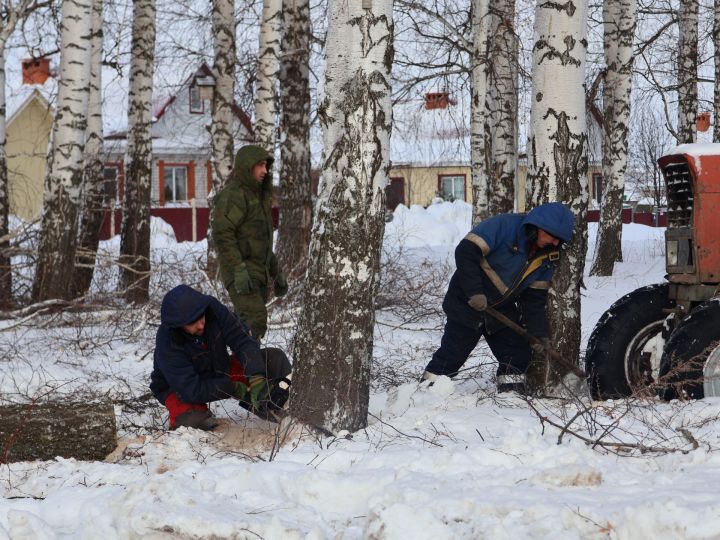 Актаныштагы Салих Хөснияров урамындагы каен полосасын кисү дәвам итә