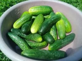 Өйдә тозлы кыяр ясыйбыз: гади һәм ышанычлы рецепт