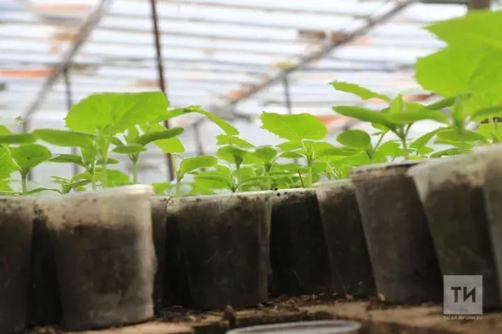 Орлыкларны чәчәргә вакыт