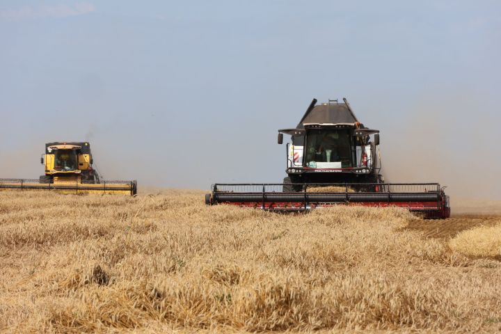 «Әнәк» агрофирмасы кырларында урып-җыю эшләре тулы куәткә бара