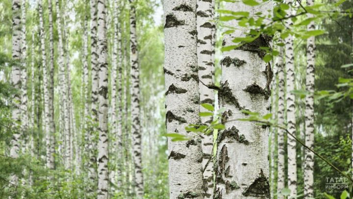 2026 елда Татарстанда 1,7 мең гектар мәйданда урманнар торгызылган